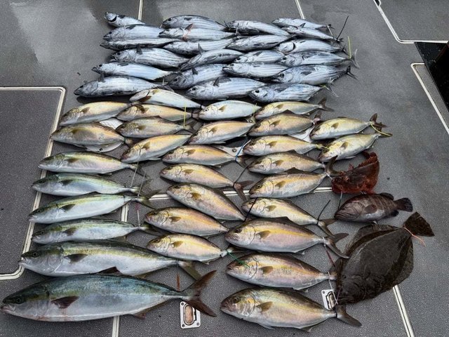 マハタ・ハマチ(ブリ)・カンパチ・カツオ・ヒラメ