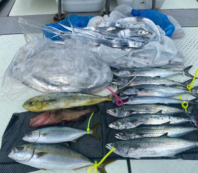 アコウ(キジハタ)・ツバス(ブリ)・ハマチ(ブリ)・シイラ・サゴシ(サワラ)・タチウオ