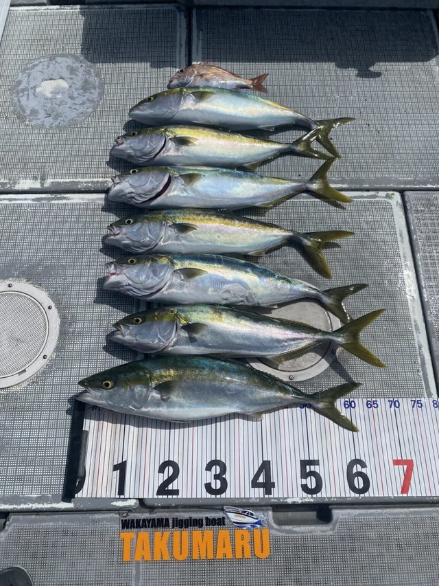 マダイ・メジロ(ブリ)