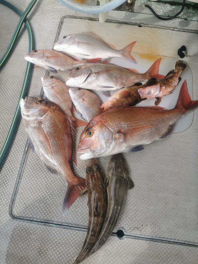 マダイ・キジハタ・イネゴチ