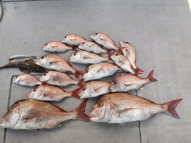 マダイ・シロギス・イネゴチ