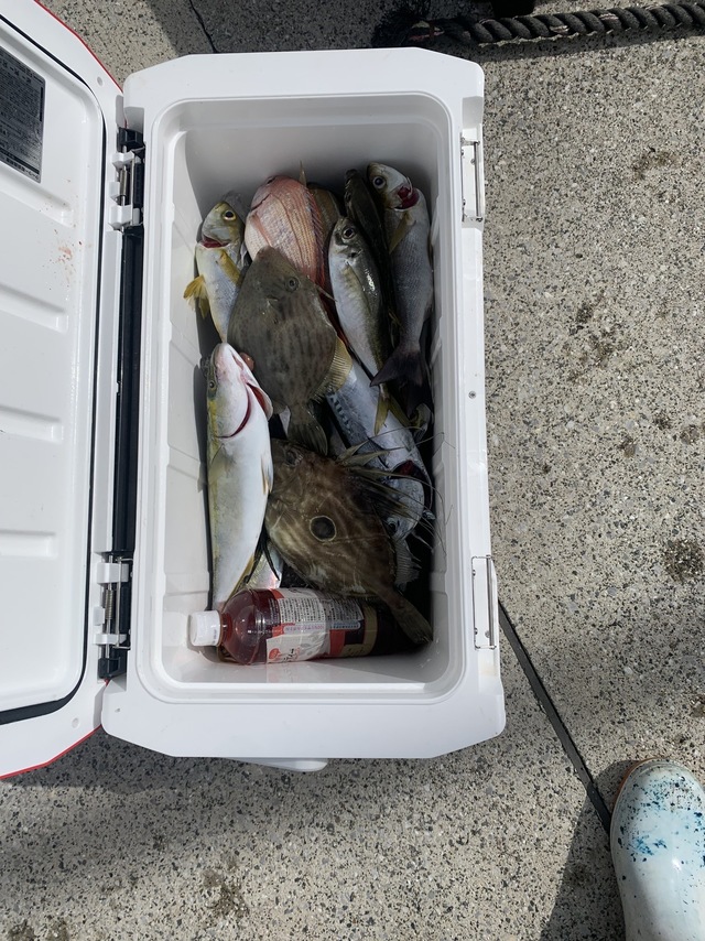 アジ(マアジ)・イナダ(ブリ)