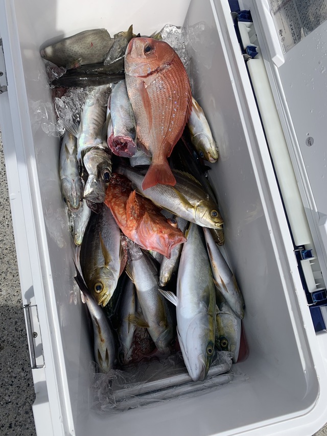 イナダ(ブリ)・イサキ