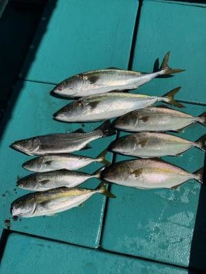 ヒラスズキ・ツバス(ブリ)・メジロ(ブリ)・カンパチ