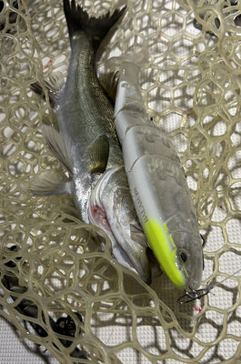 シーバス(スズキ)