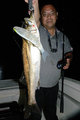 シーバス(スズキ)