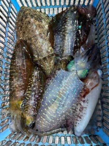 アオリイカ・コウイカ