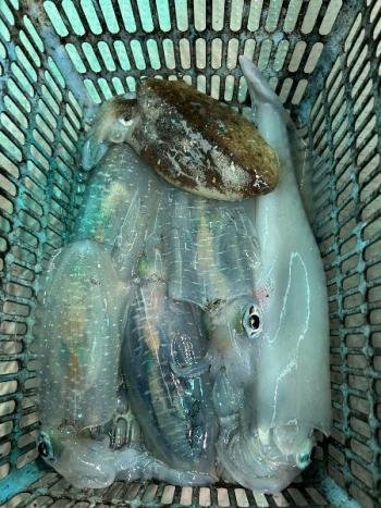 アオリイカ・コウイカ・マイカ(ケンサキイカ)