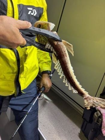 ノドクサリ(ネズミゴチ)