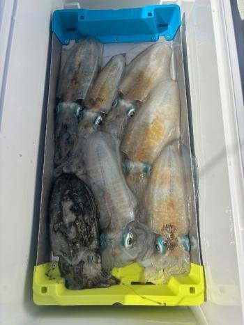 アオリイカ・コウイカ