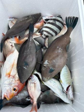 レンコダイ(キダイ)・チダイ・シマダイ(イシダイ)・ウスバハギ