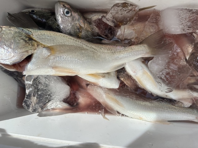 イシモチ(シログチ)