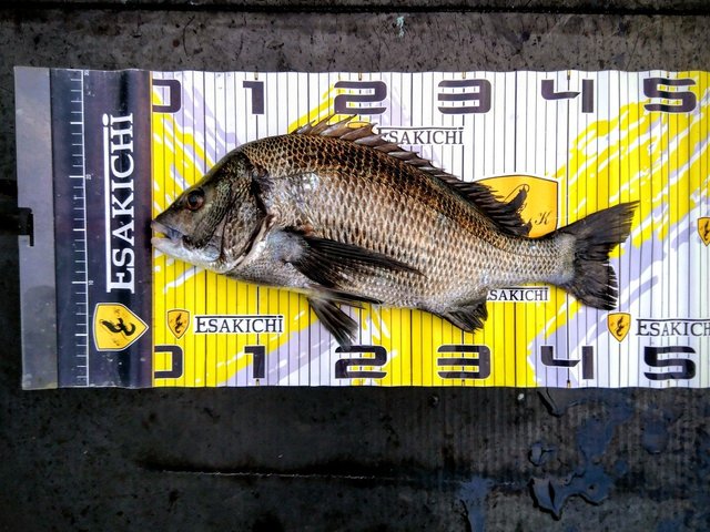 チヌ(クロダイ)