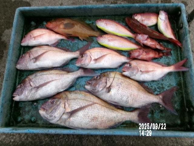 マダイ・キジハタ・イトヨリ(イトヨリダイ)・カサゴ・ホウボウ