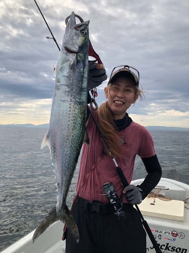 サゴシ(サワラ)