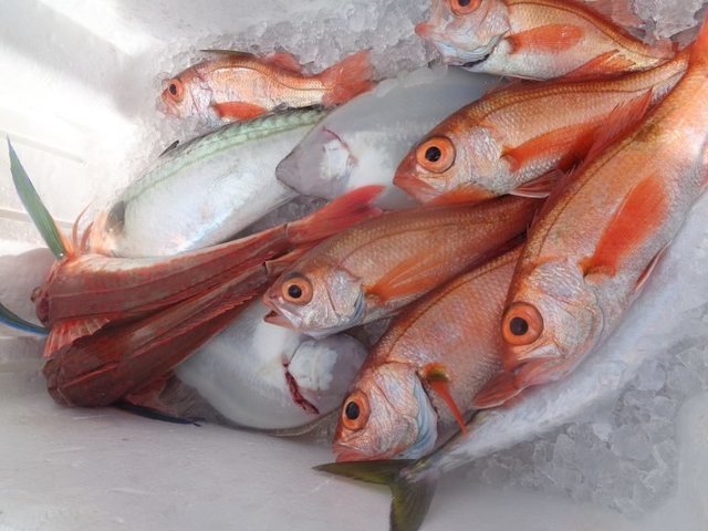 アカムツ・ホウボウ・ムシガレイ