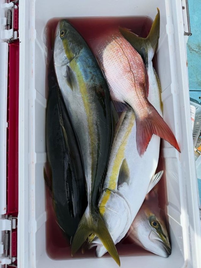 マダイ・イナダ(ブリ)