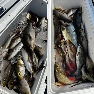 イサキ・ソウダカツオ(ヒラソウダ)