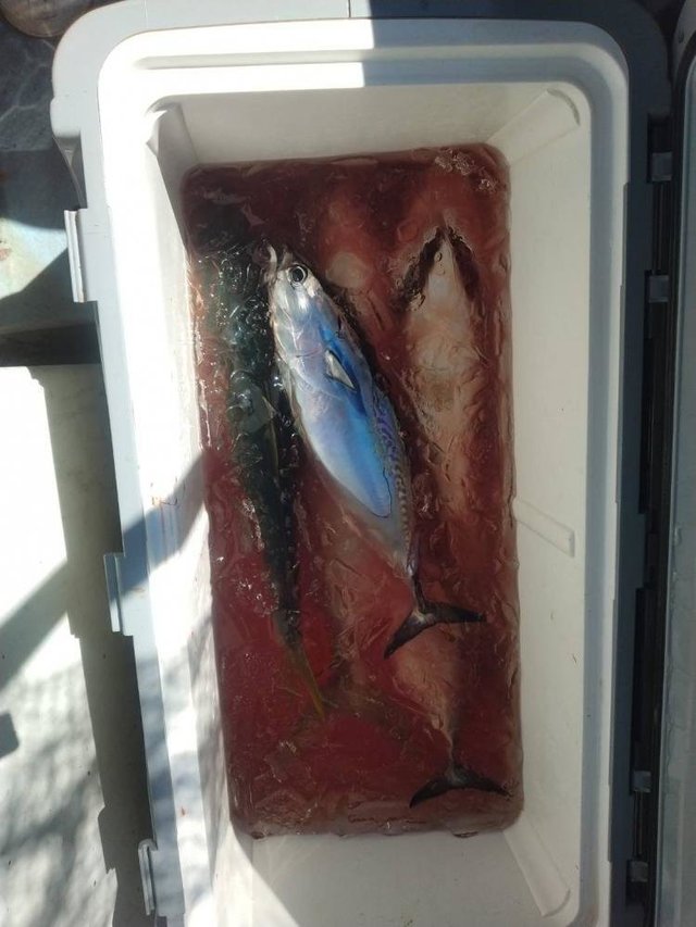 イナダ(ブリ)・ヒラソウダ