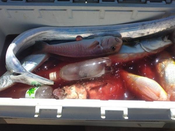 シロアマダイ・イトヨリ(イトヨリダイ)・タチウオ