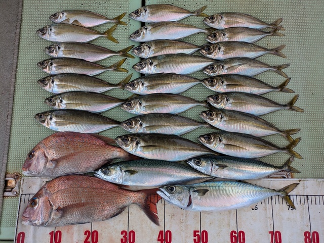 タイ(マダイ)・アジ(マアジ)・マサバ