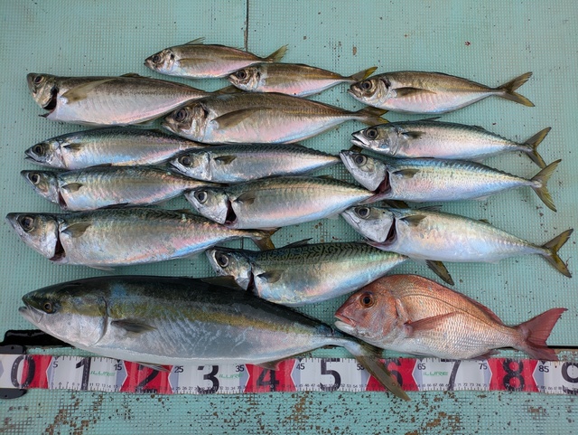タイ(マダイ)・アジ(マアジ)・メジロ(ブリ)・マサバ