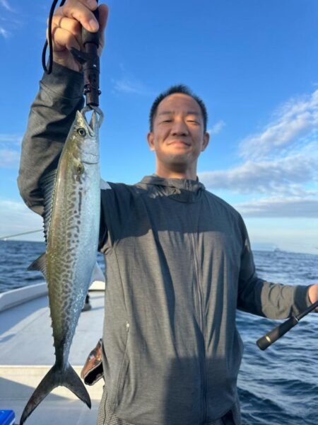 サゴシ(サワラ)