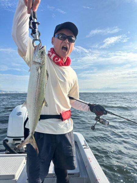 サゴシ(サワラ)