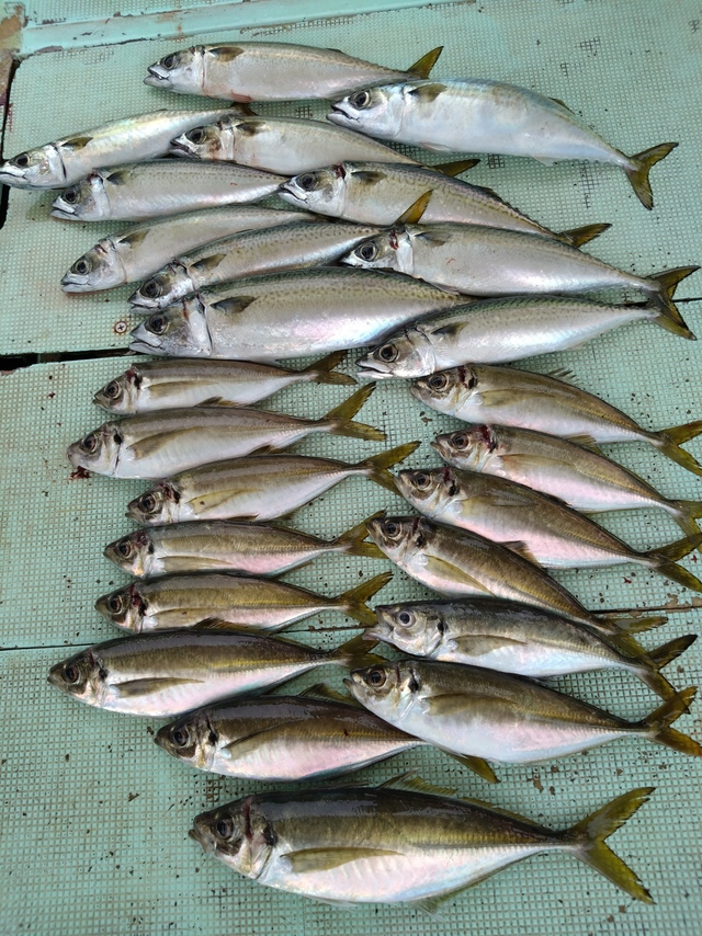 アジ(マアジ)・サバ(マサバ)