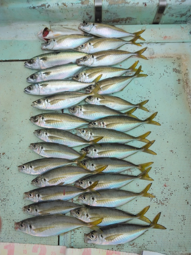 マアジ・マサバ