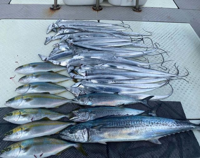 ハマチ(ブリ)・サワラ・タチ(タチウオ)