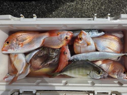 キダイ・カイワリ・イトヨリ(イトヨリダイ)・サバ(ゴマサバ)