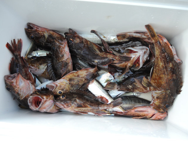 アジ(マアジ)・カサゴ