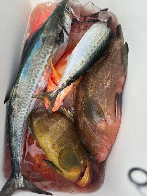 マハタ・キジハタ・サワラ