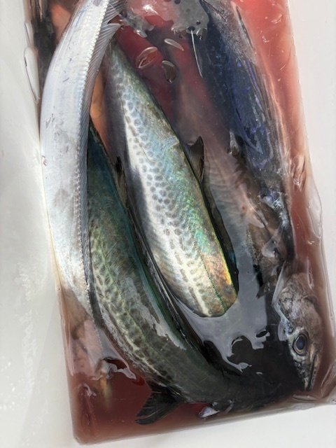 サワラ・タチウオ