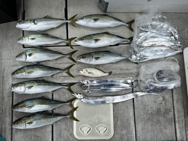 メジロ(ブリ)・タチウオ・クログチ