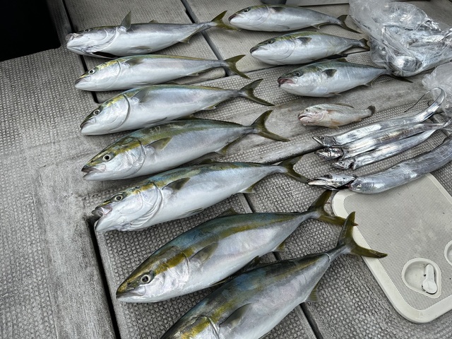 メジロ(ブリ)・タチウオ・クログチ