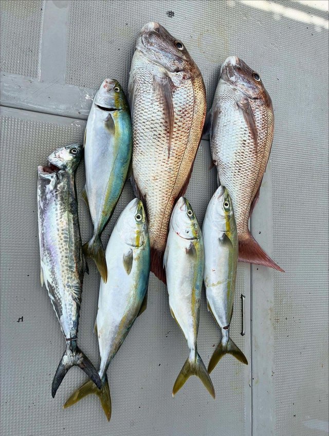 マダイ・ツバス(ブリ)・サゴシ(サワラ)