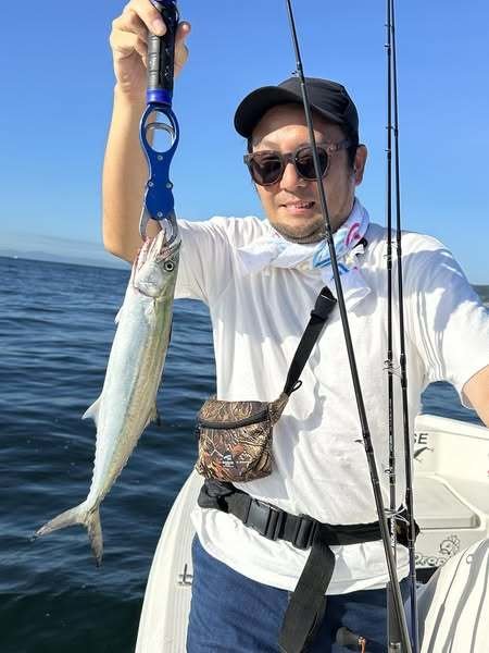 サゴシ(サワラ)