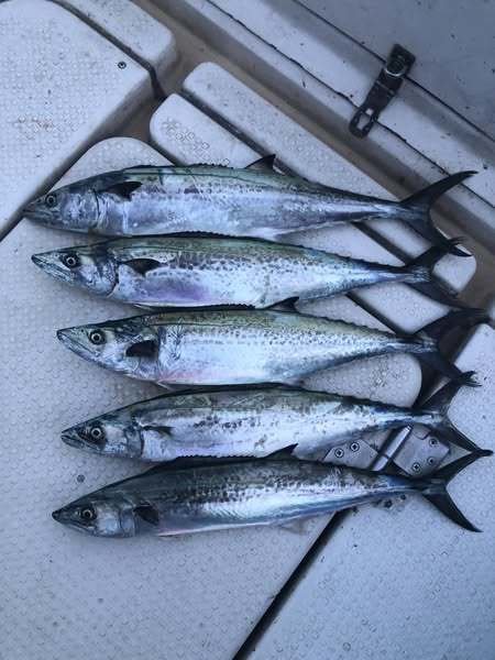 サゴシ(サワラ)