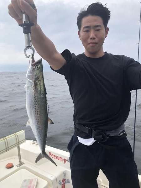 サゴシ(サワラ)