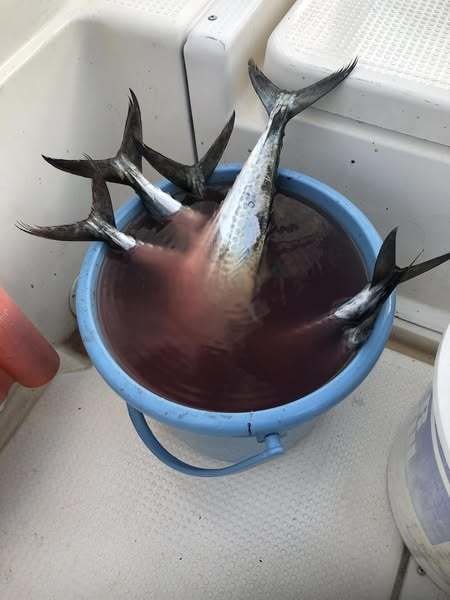 サゴシ(サワラ)