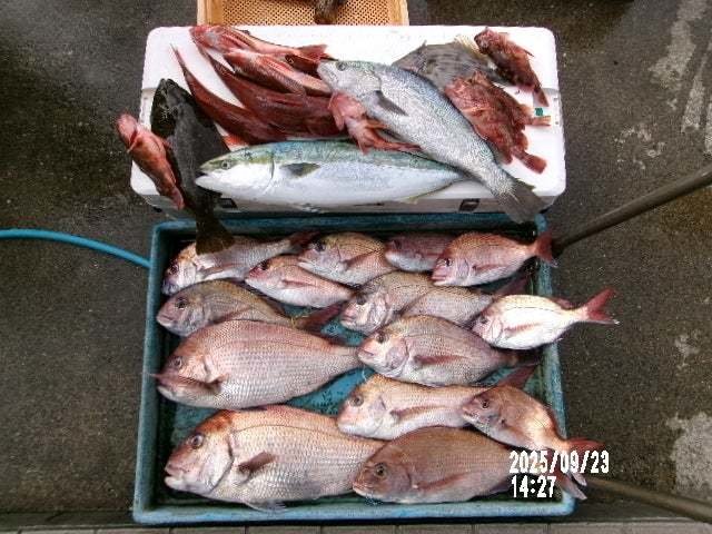 マダイ・ワラサ(ブリ)・ニベ・ホウボウ・カワハギ