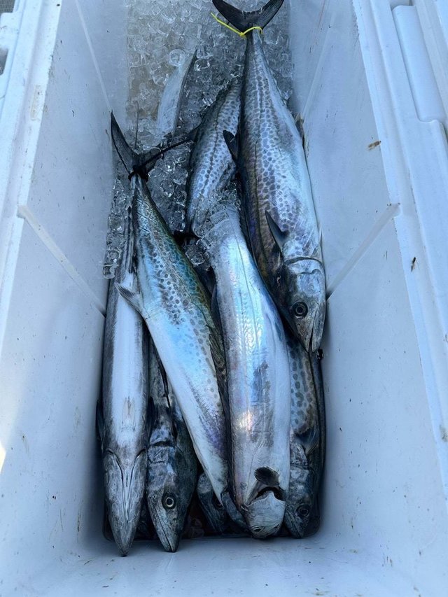 サワラ・タチウオ