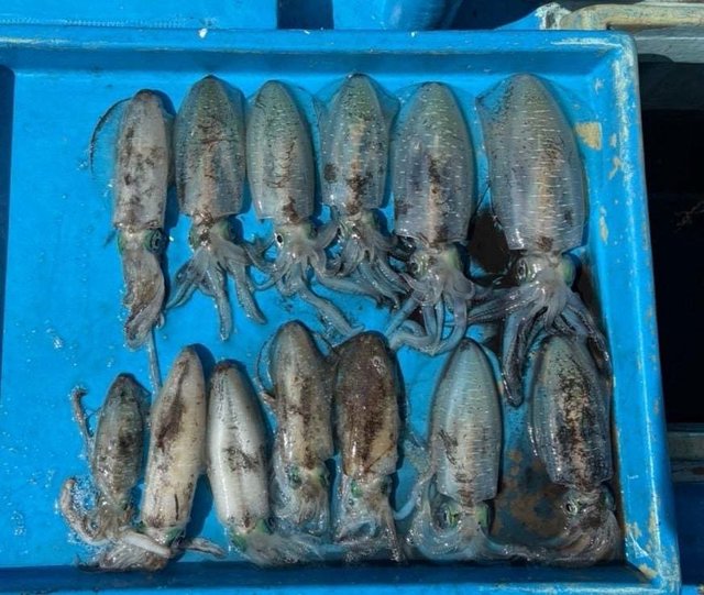 イカ(アオリイカ)