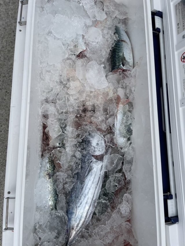 アジ(マアジ)・カツオ