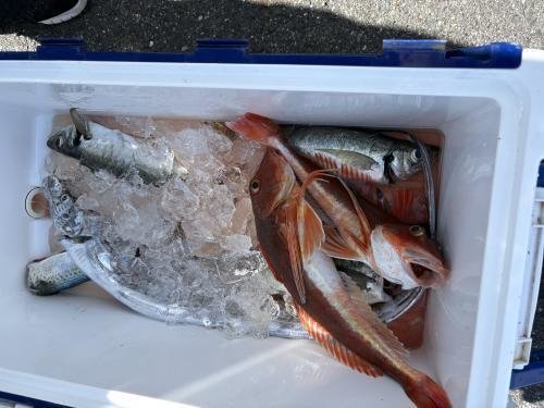 アジ(マアジ)・ホウボウ