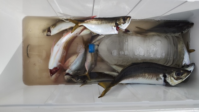 アジ(マアジ)・イトヨリ(イトヨリダイ)