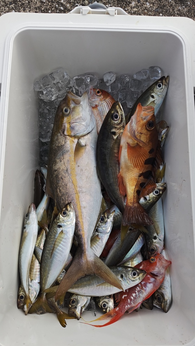 アジ(マアジ)・ショゴ(カンパチ)