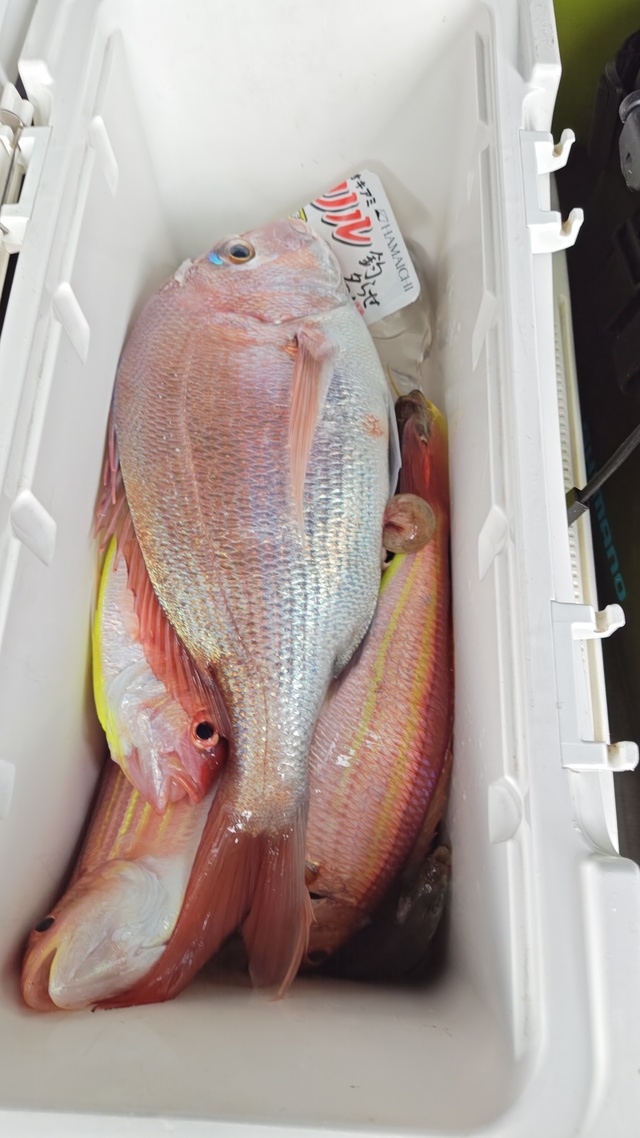 イトヨリ(イトヨリダイ)